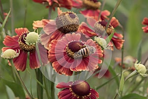 Common sneezeweed Helenium Moerheim Beauty, brown-red flowers and bees photo
